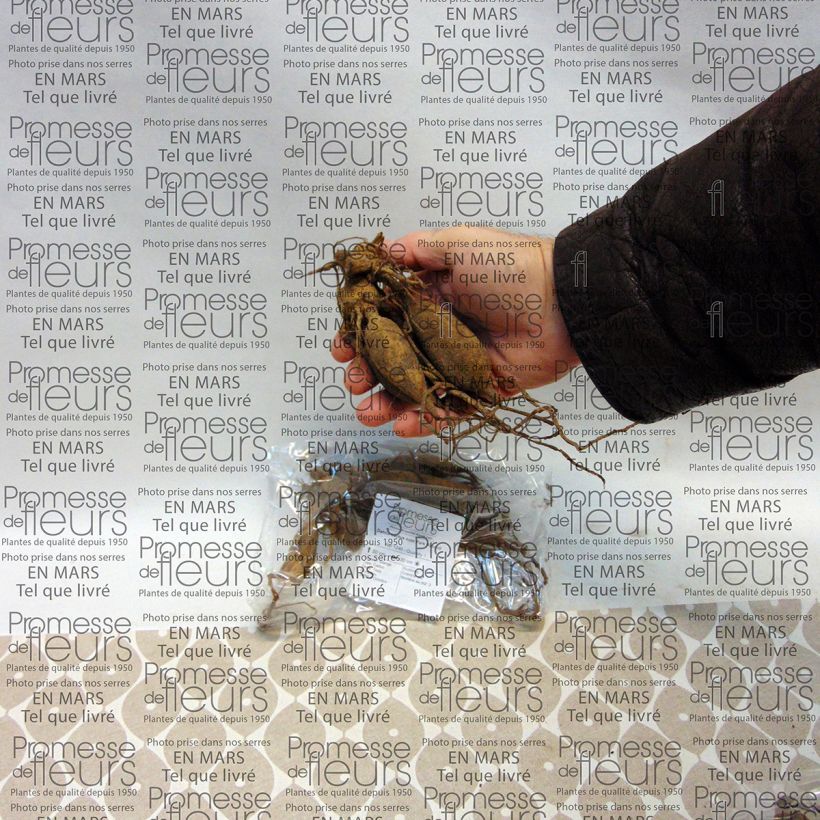 Voorbeeld van een exemplaar van Dahlia Park Record - cactusdahlia Bol kaliber I zoals geleverd