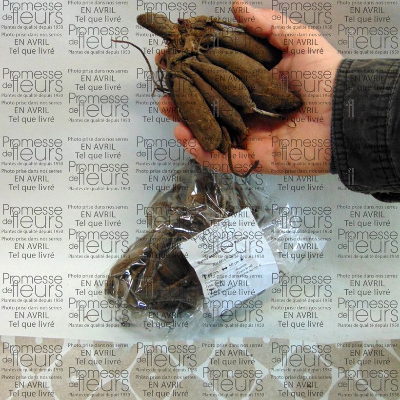 Voorbeeld van een exemplaar van Dahlia Abridge Porcelain Bol zoals geleverd