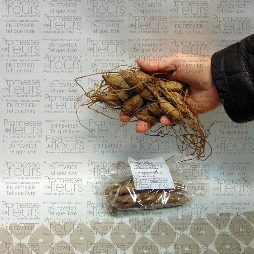 Voorbeeld van een exemplaar van Dahlia Dr Ph. Riedell - Waterleliedahlia Bol kaliber I zoals geleverd