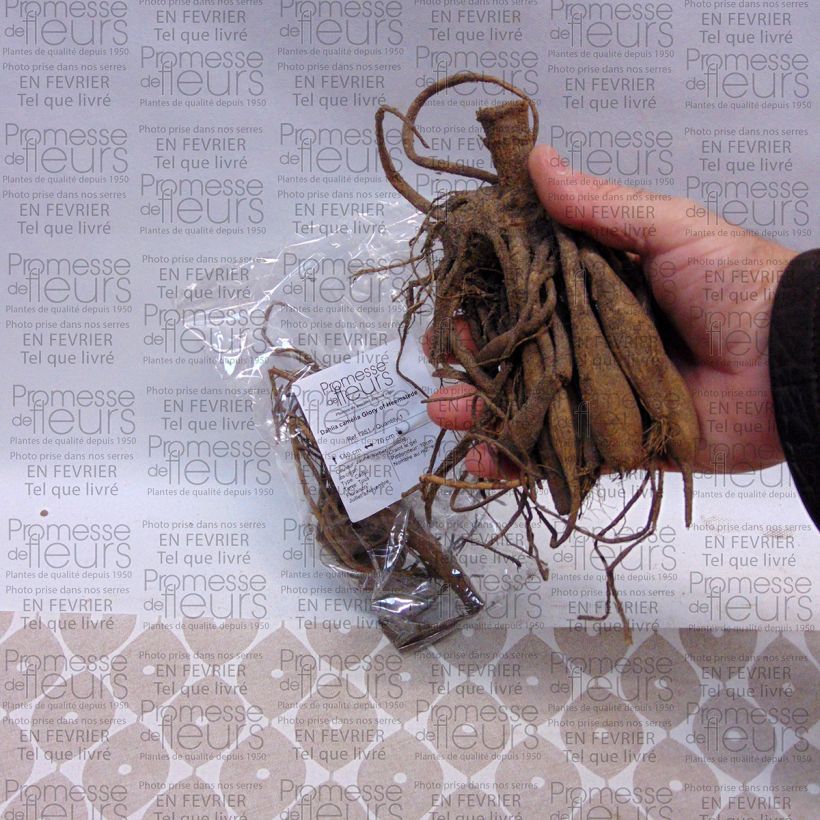 Voorbeeld van een exemplaar van Dahlia Glory of Heemstede - Waterleliedahlia Bol kaliber I zoals geleverd