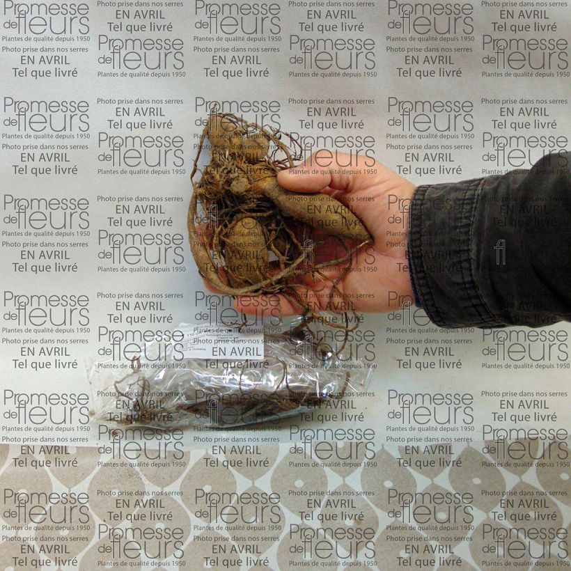 Voorbeeld van een exemplaar van Dahlia Happy Butterfly - Waterleliedahlia Bol kaliber I zoals geleverd