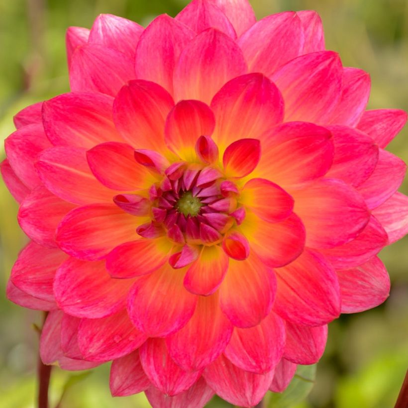 Dahlia Kilburn Glow - Waterleliedahlia (Bloei)