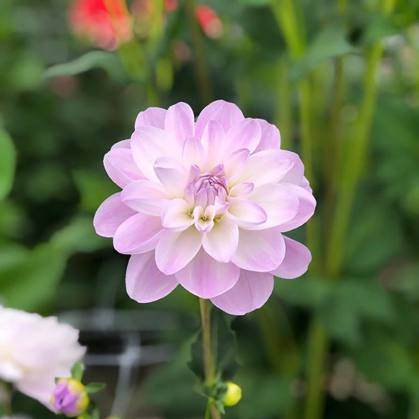 Dahlia Porcelain - Waterleliedahlia (Bloei)