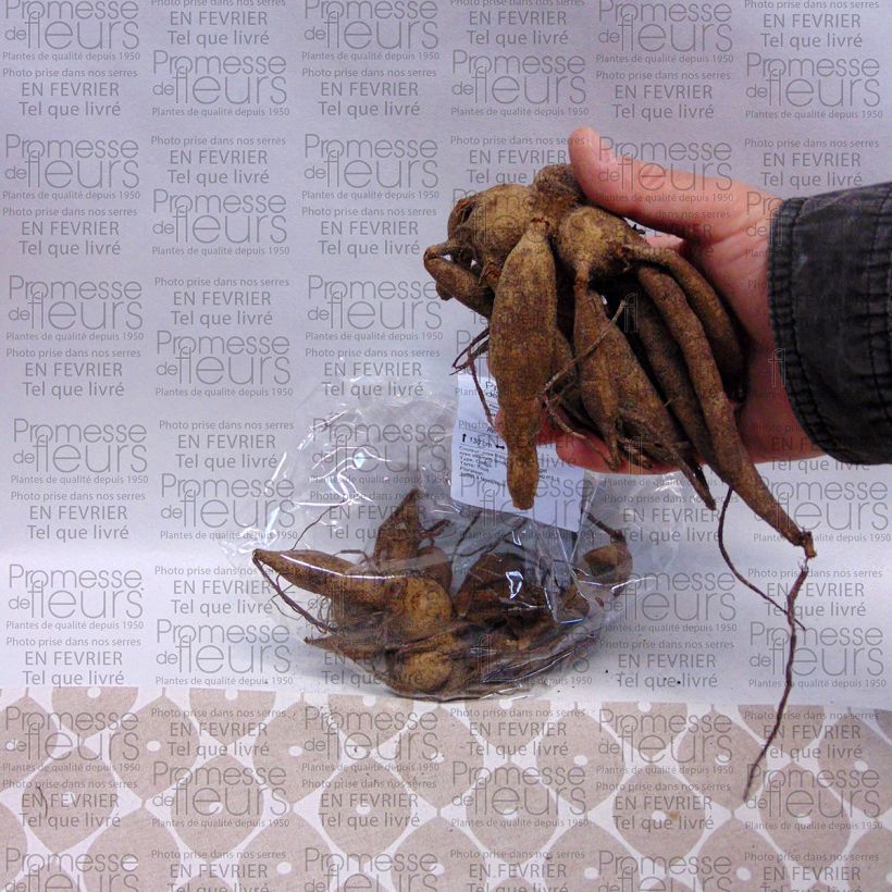 Voorbeeld van een exemplaar van Dahlia Yvonne camélia  - Waterleliedahlia Bol kaliber I zoals geleverd