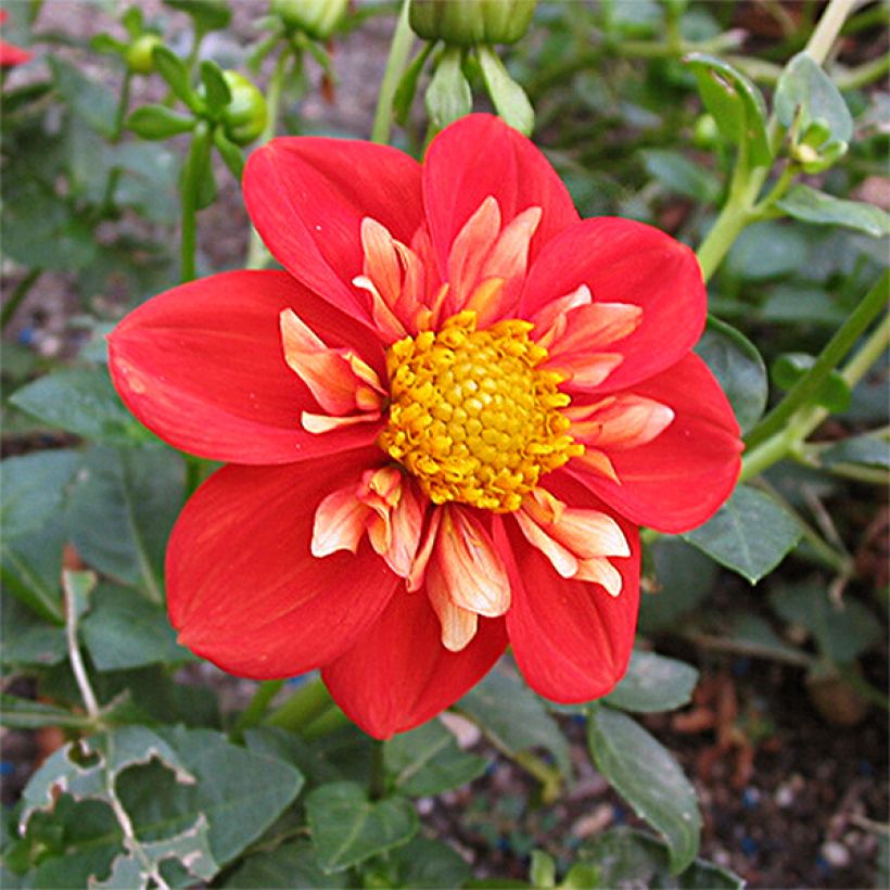 Dahlia Alstergruss - halskraagdahlia (Bloei)