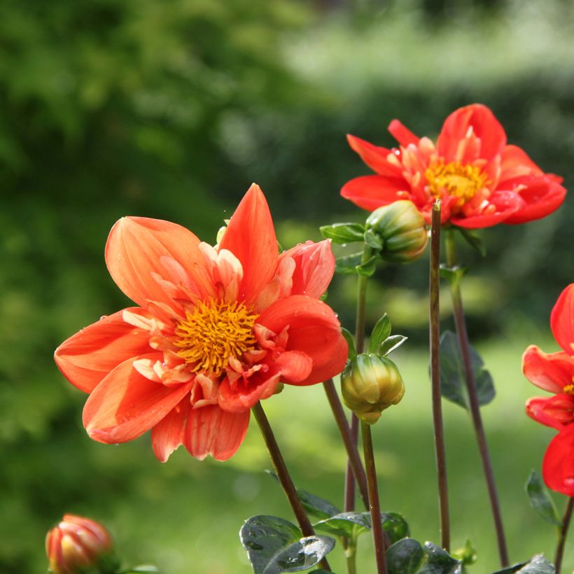 Dahlia Alstergruss - halskraagdahlia (Bloei)