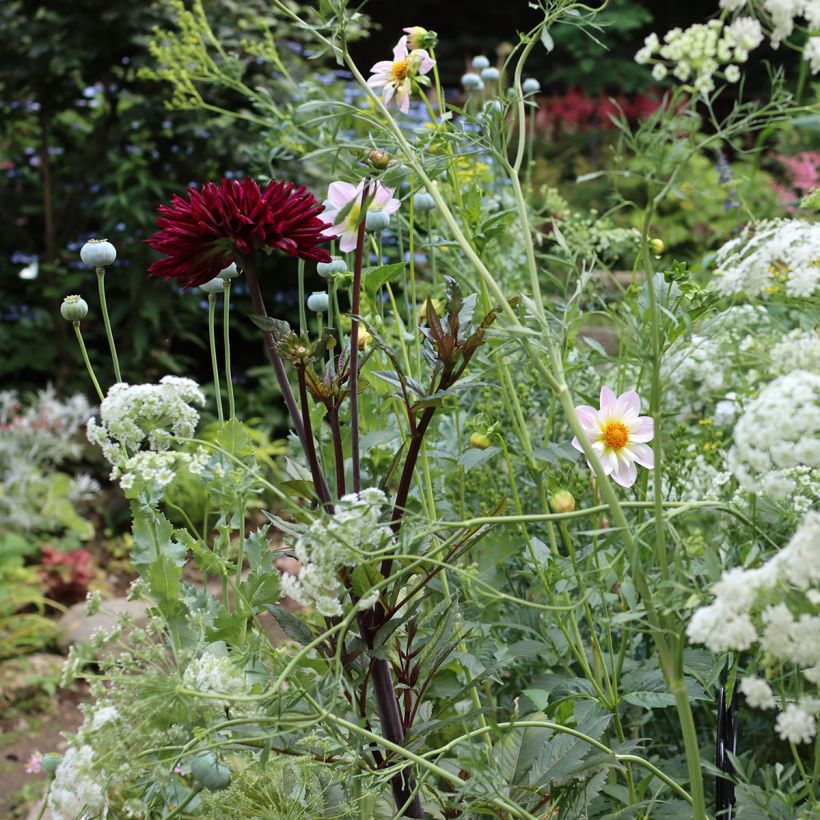 Dahlia Teesbrooke Audrey - halskraagdahlia (Groeiplaats)