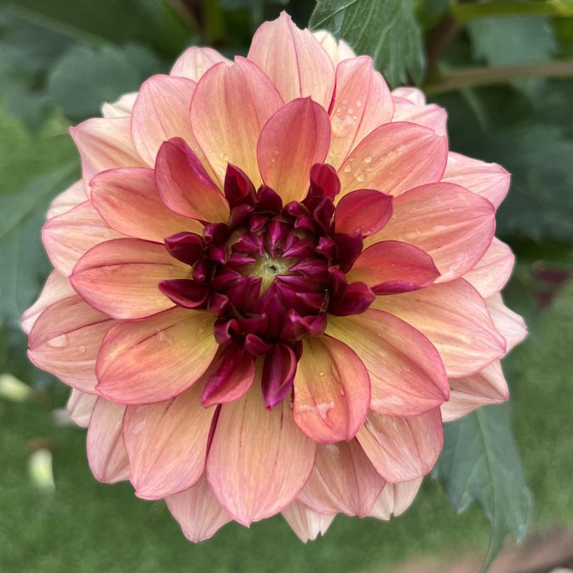 Dahlia Crème de Cognac - decoratieve dahlia (Bloei)