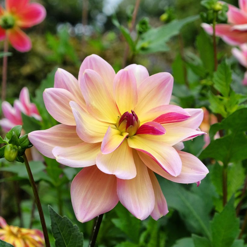 Dahlia Dark Butterfly - decoratieve dahlia (Bloei)