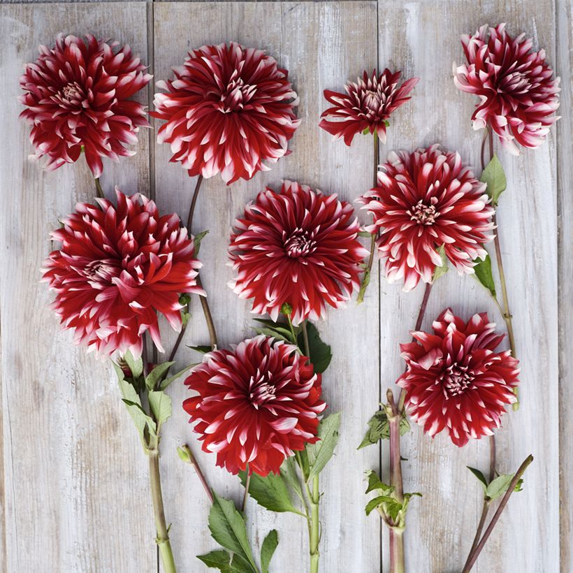 Dahlia Davos - decoratieve dahlia (Bloei)