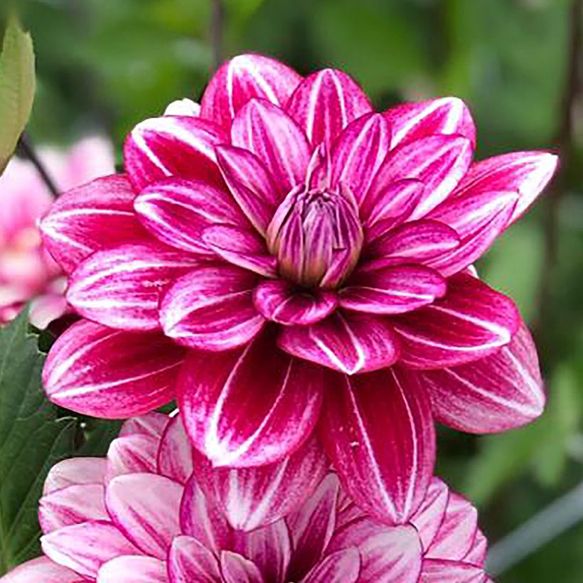 Dahlia Hémisphère - decoratieve dahlia (Bloei)