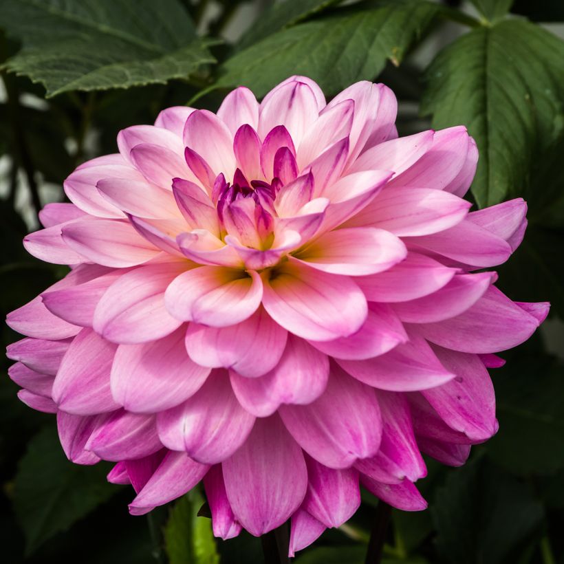 Dahlia Karma Prospero - decoratieve dahlia (Bloei)