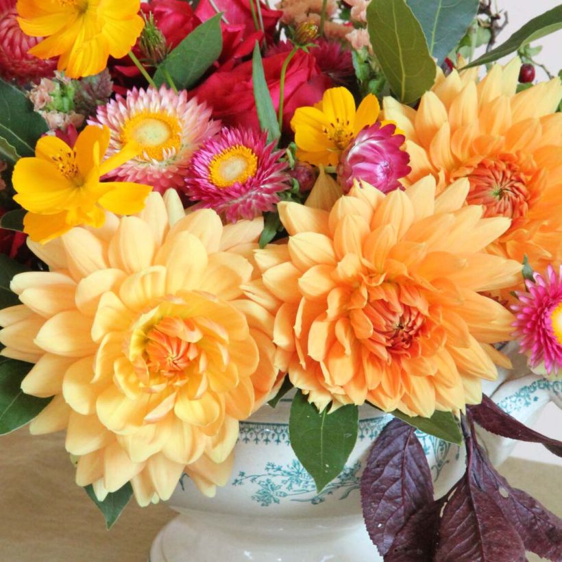 Dahlia Rancho - decoratieve dahlia (Bloei)