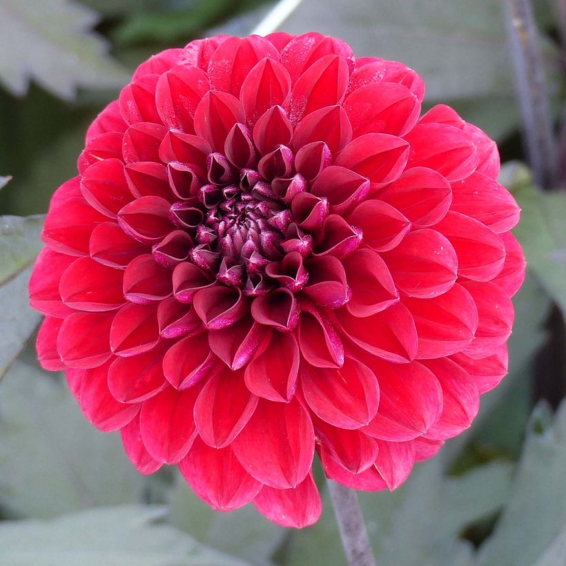 Dahlia Seniors Love - decoratieve dahlia (Bloei)