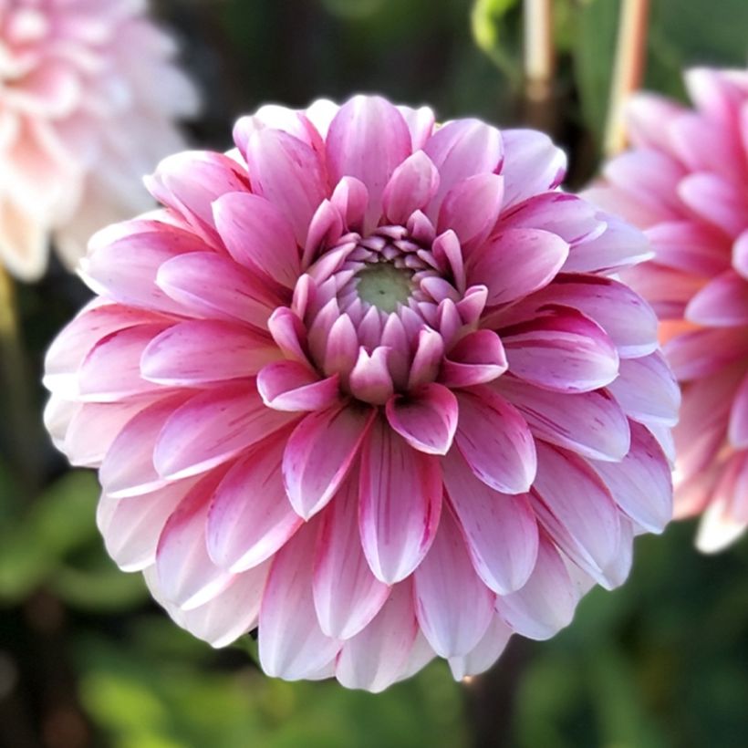Dahlia Strawberry Cream - decoratieve dahlia (Bloei)