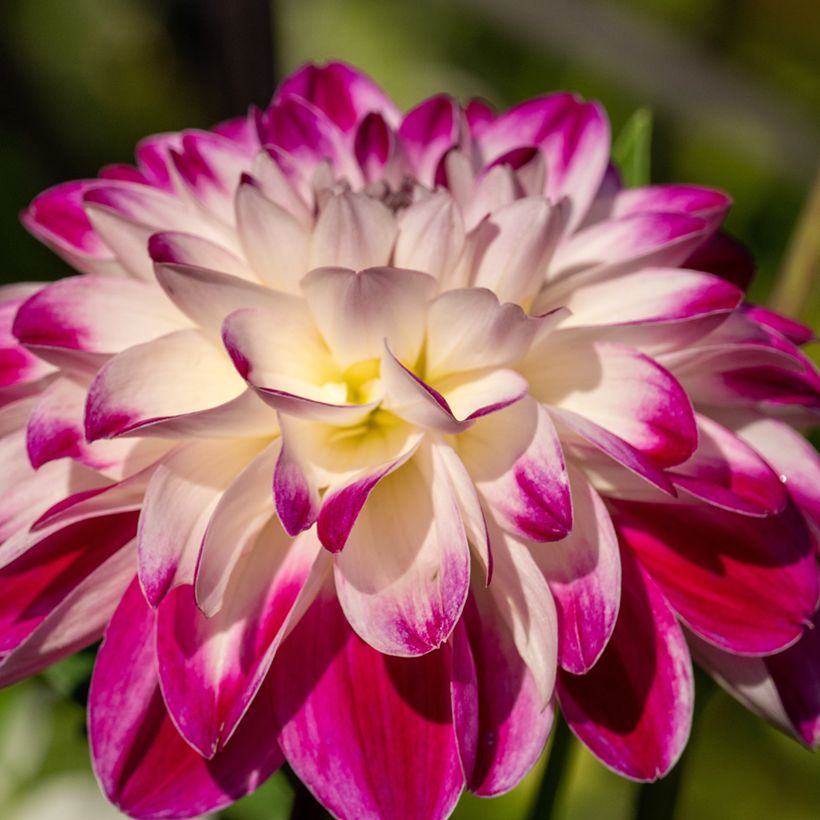 Dahlia Saint Martin - decoratieve dahlia (Bloei)