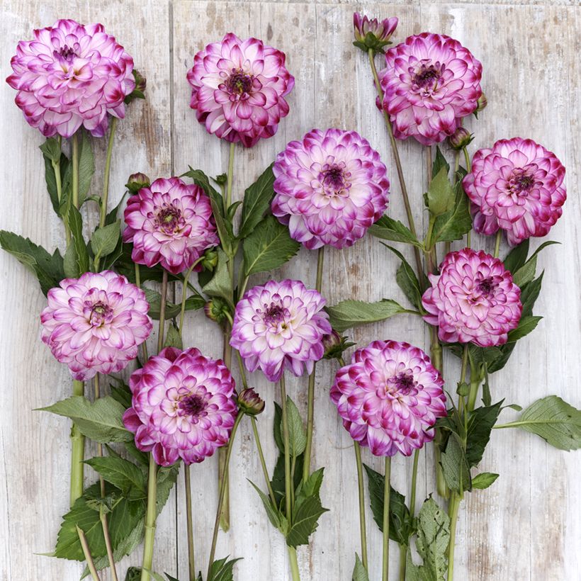 Dahlia Stardust - decoratieve dahlia (Bloei)