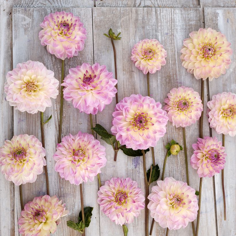 Dahlia Sturm Kika - decoratieve dahlia (Bloei)