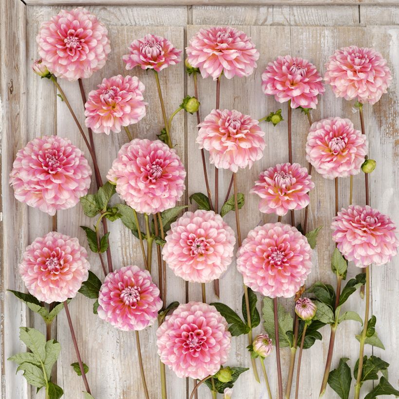 Dahlia Trustfull - decoratieve dahlia (Bloei)