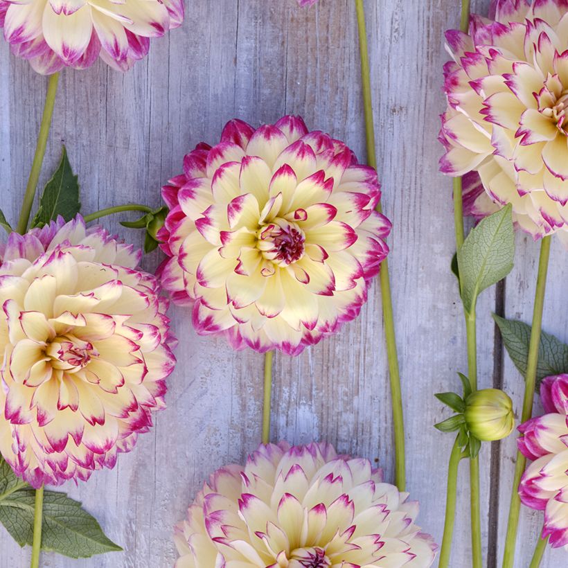 Dahlia Aphrodite - decoratieve dahlia (Bloei)