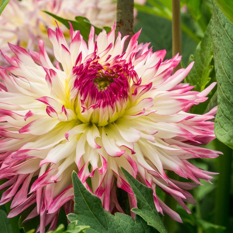 Dahlia Caproz Josephine - Fimbriata-dahlia (Bloei)