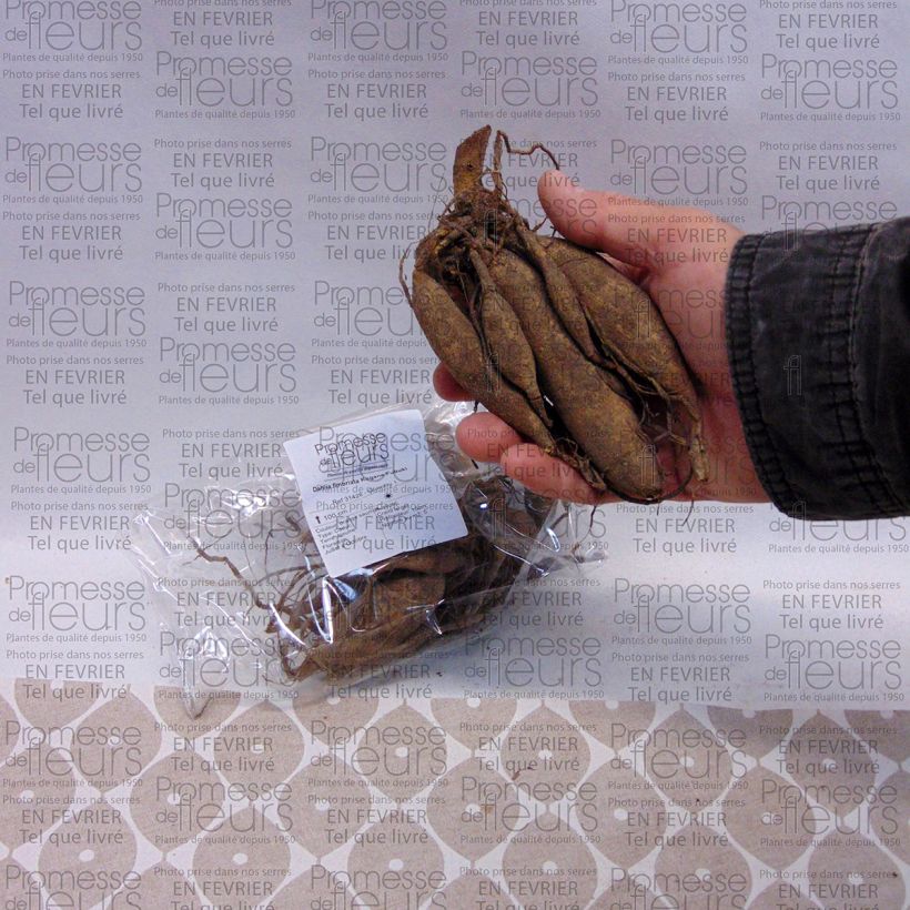 Voorbeeld van een exemplaar van Dahlia Kogane Fubuki - Fimbriata-dahlia Bol kaliber I zoals geleverd