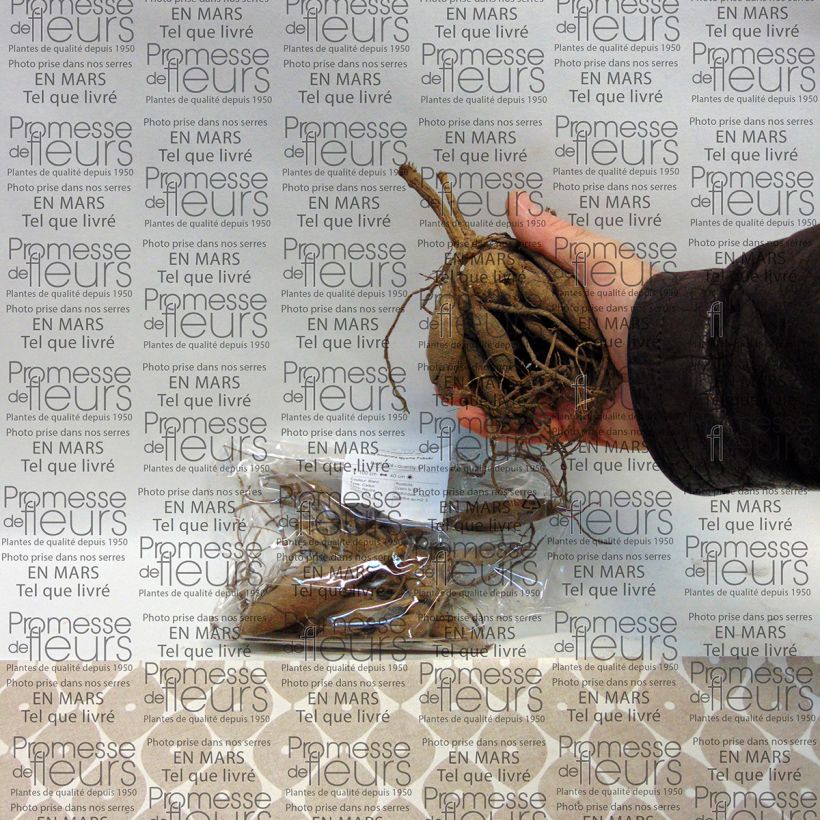 Voorbeeld van een exemplaar van Dahlia Myama Fubuki - Fimbriata-dahlia Bol kaliber I zoals geleverd