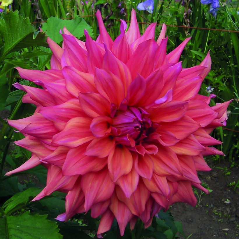 Dahlia Belle of Barmera - grootbloemige dahlia (Bloei)