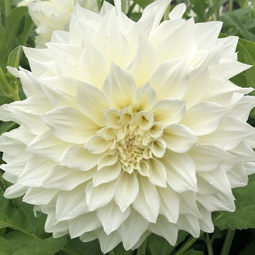 Dahlia Café Au Lait Suprême - Dinnerplate dahlia (Bloei)