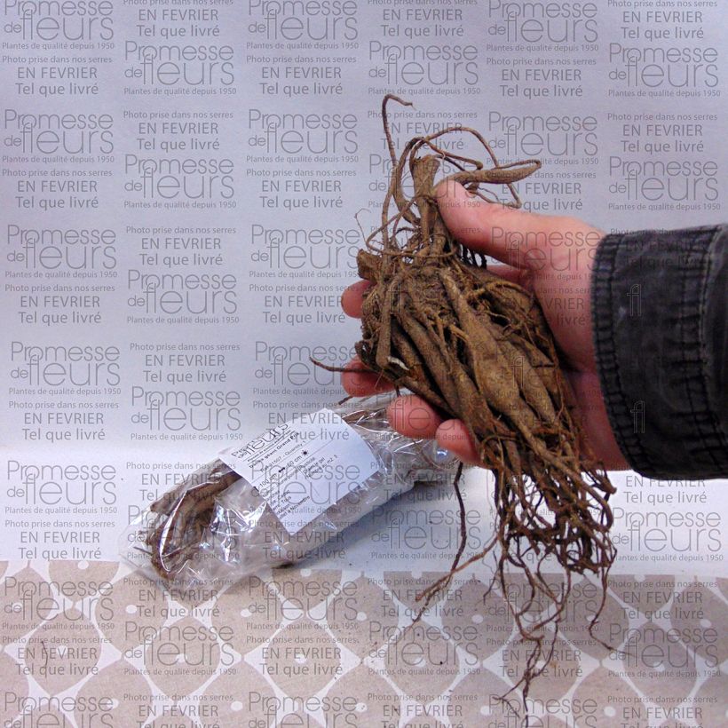 Voorbeeld van een exemplaar van Dahlia Grand Prix - grootbloemige dahlia Bol kaliber I zoals geleverd