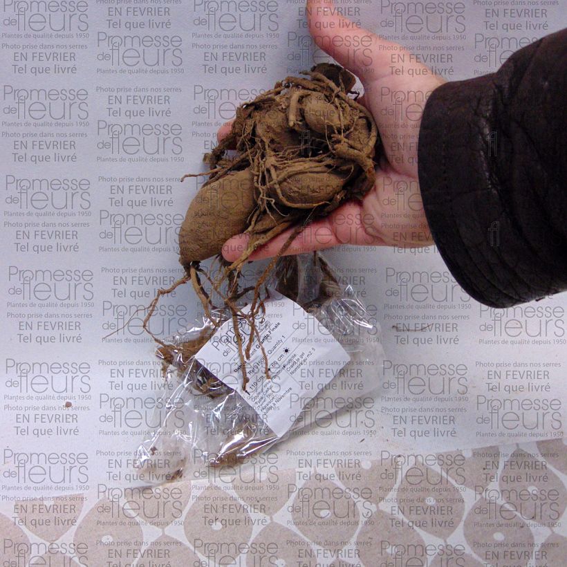 Voorbeeld van een exemplaar van Dahlia Grande Finale - grootbloemige dahlia Bol kaliber I zoals geleverd