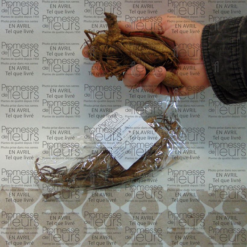 Voorbeeld van een exemplaar van Dahlia Kenora Macop-B - grootbloemige dahlia Bol size I zoals geleverd