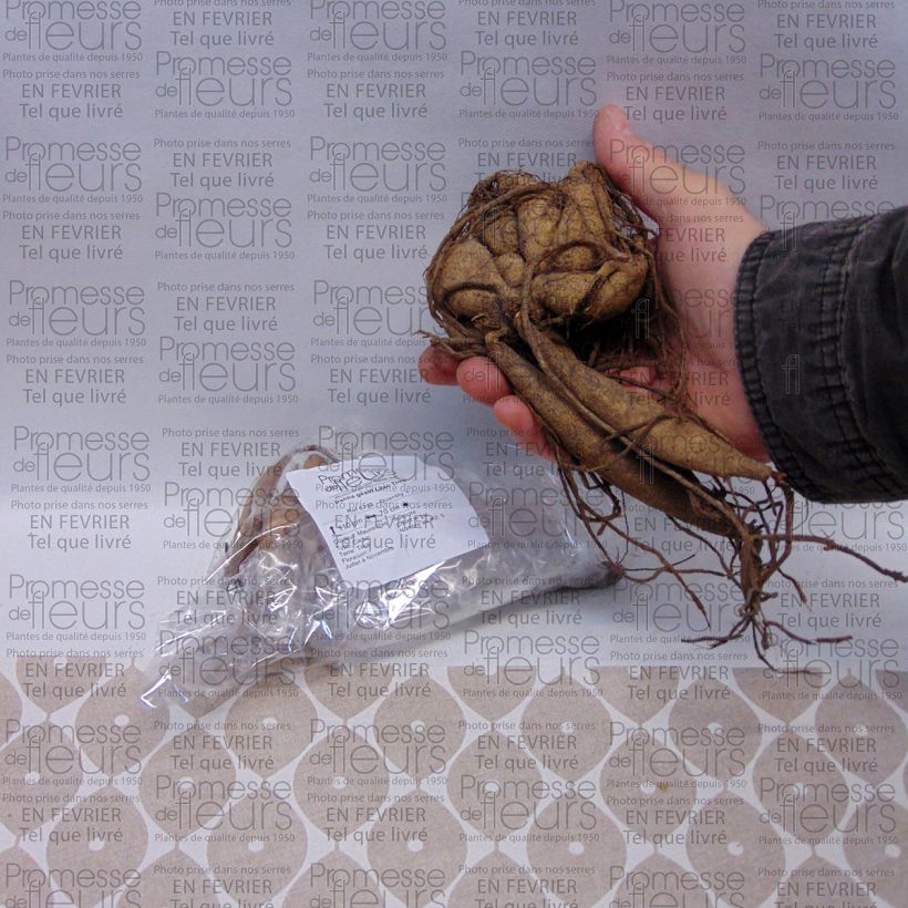 Voorbeeld van een exemplaar van Dahlia Lilac Time - grootbloemige dahlia Bol size I zoals geleverd