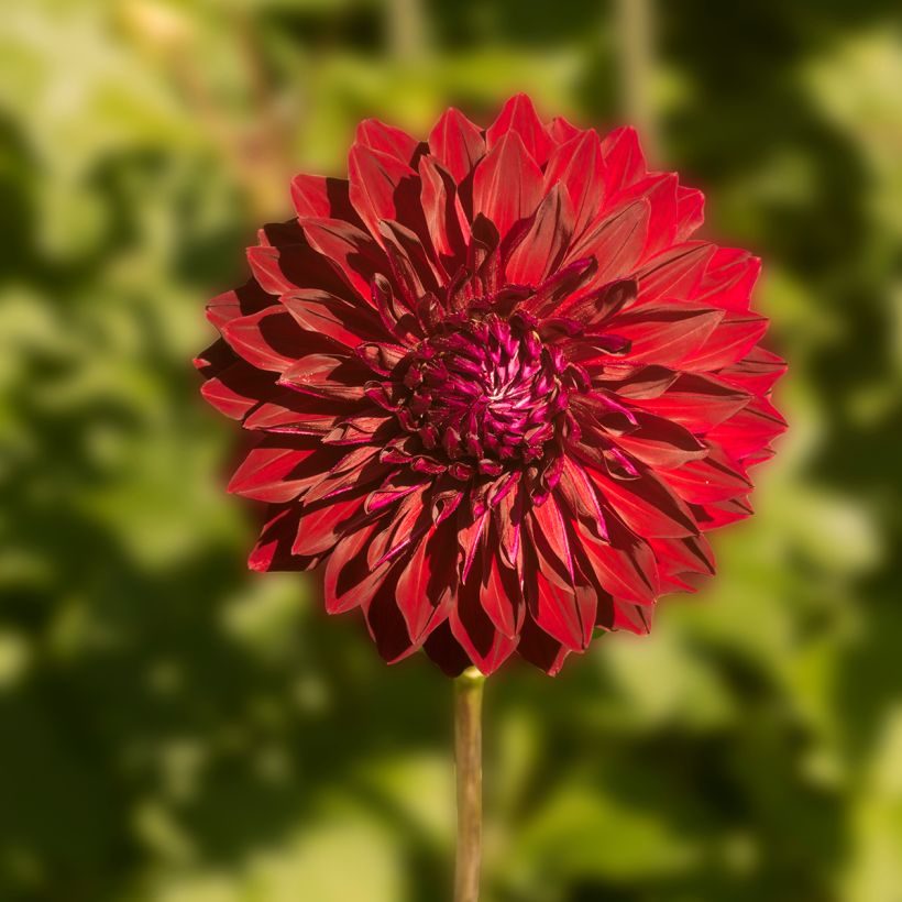 Dahlia Mingus Alex - grootbloemige dahlia (Bloei)