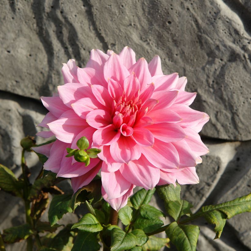 Dahlia Otto s Thrill - grootbloemige dahlia (Bloei)