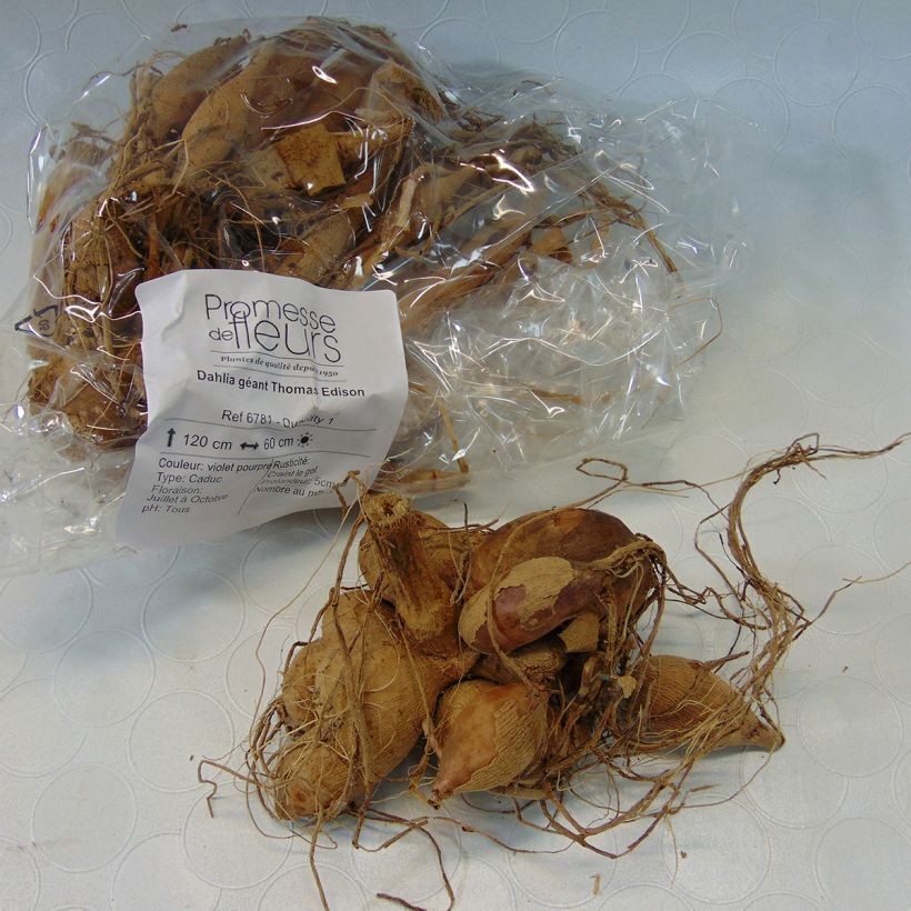 Voorbeeld van een exemplaar van Dahlia Thomas Edison - grootbloemige dahlia Bol kaliber I zoals geleverd