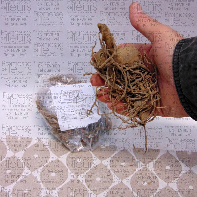 Voorbeeld van een exemplaar van Dahlia White Perfection - grootbloemige dahlia Bol size I zoals geleverd