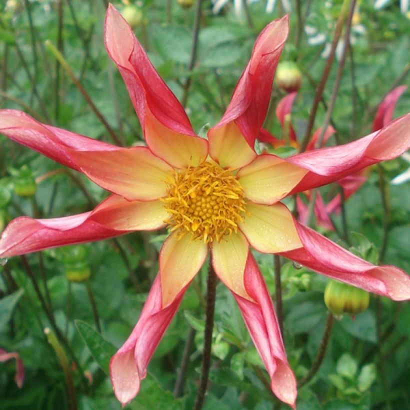 Dahlia Surprise - orchideebloemige dahlia (Bloei)