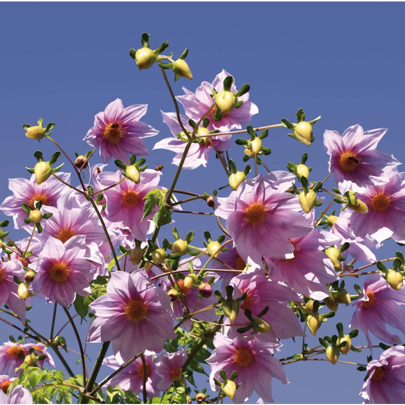 Dahlia imperialis - boomdahlia (Bloei)