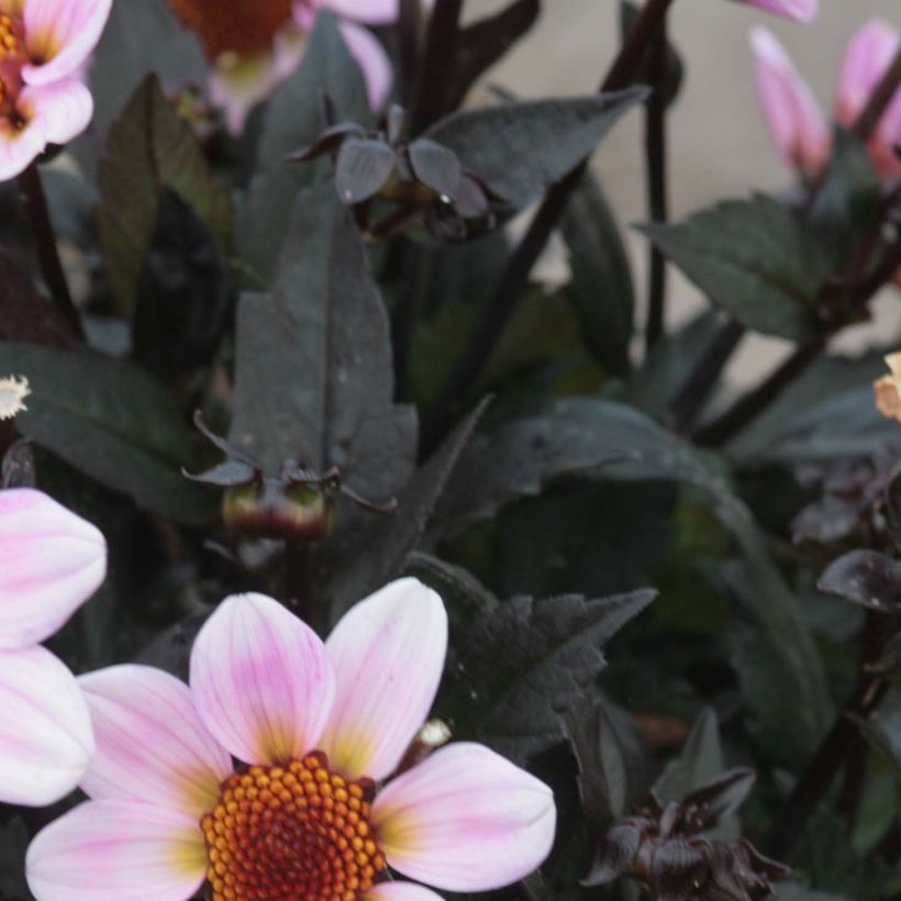 Dwergdahlia Dark Angels American Pie (Blad)