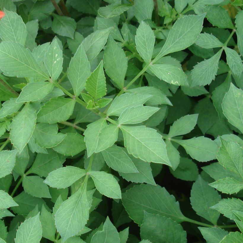 Dwergdahlia Jewel Orange (Blad)