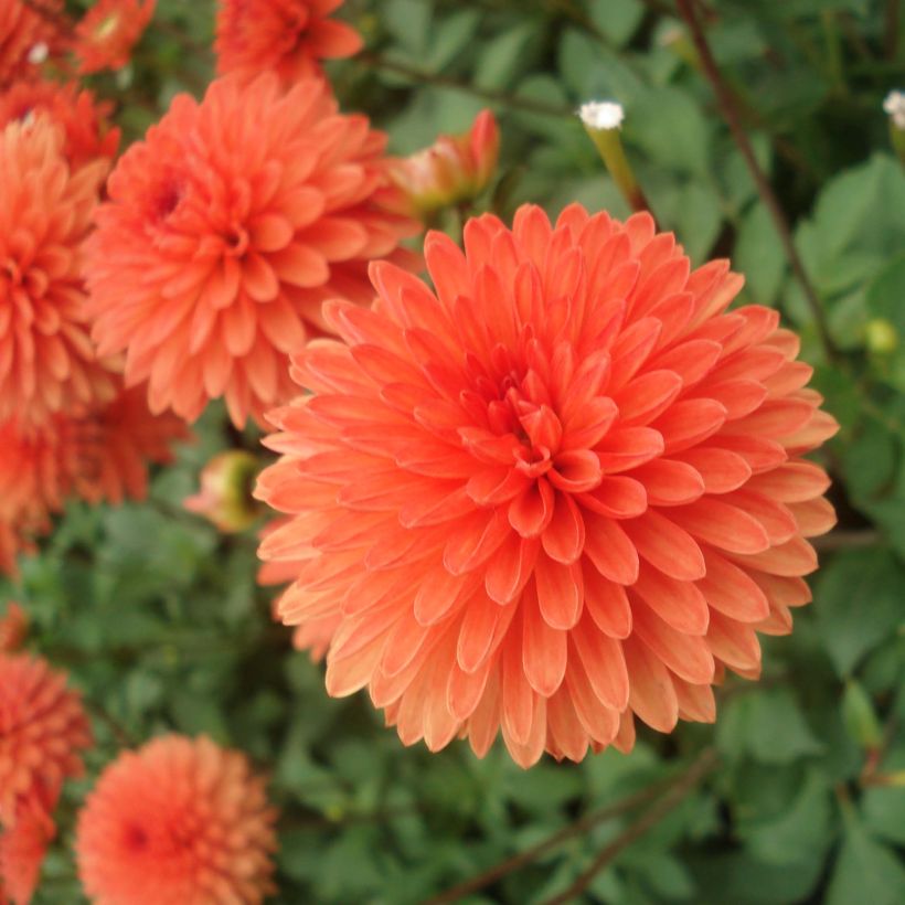 Dwergdahlia Jewel Orange (Bloei)