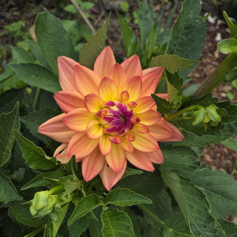 Dahlia Melody Dora - dwergdahlia (Bloei)