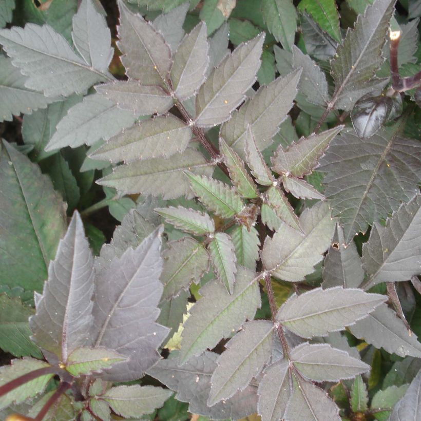 Dahlia Dark Angels Pretty Woman - dwergdahlia (Blad)