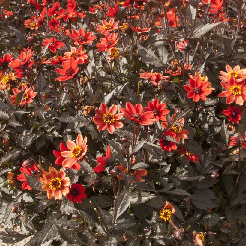 Dwergdahlia Dark Angels Pulp Fiction (Bloei)