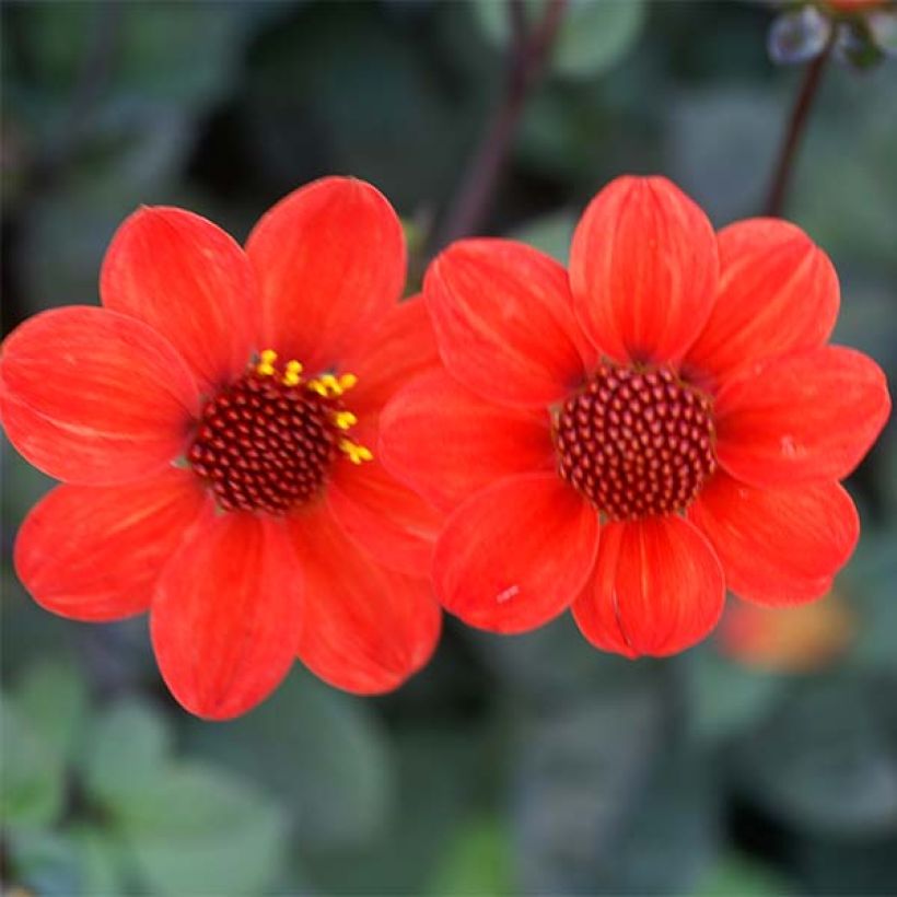 Dahlia nain Scura - dwergdahlia (Bloei)
