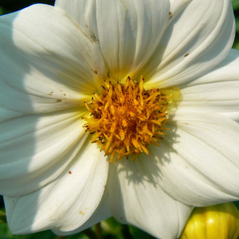 Dwergdahlia Sneezy (Bloei)