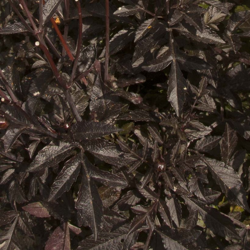 Dwergdahlia Dark Angels Taxi Driver (Blad)