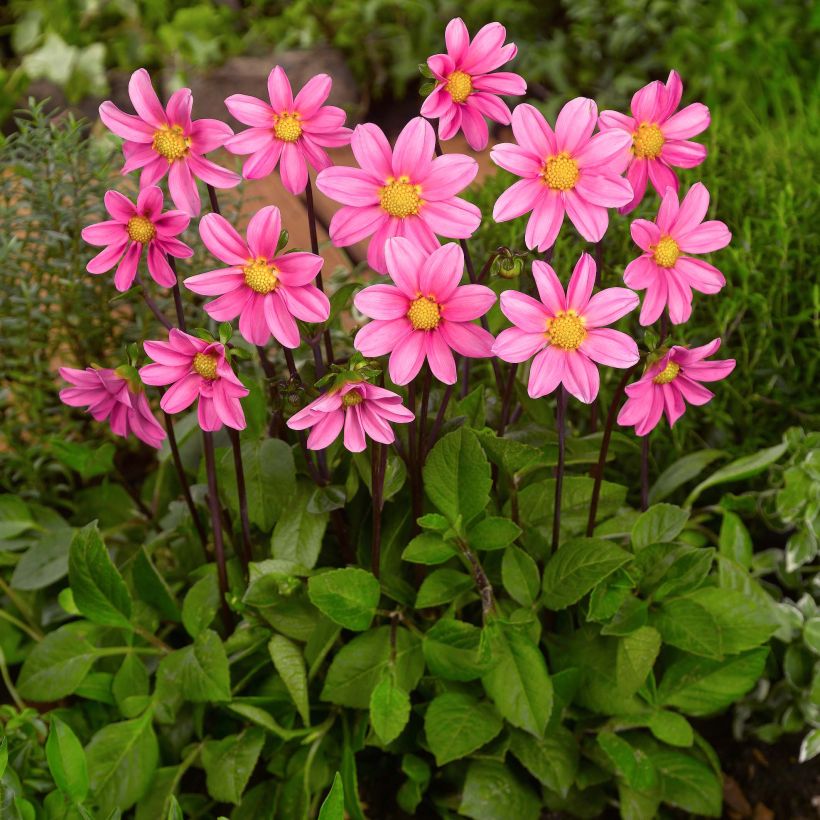 Dwergdahlia Topmix Pink (Plant habit)