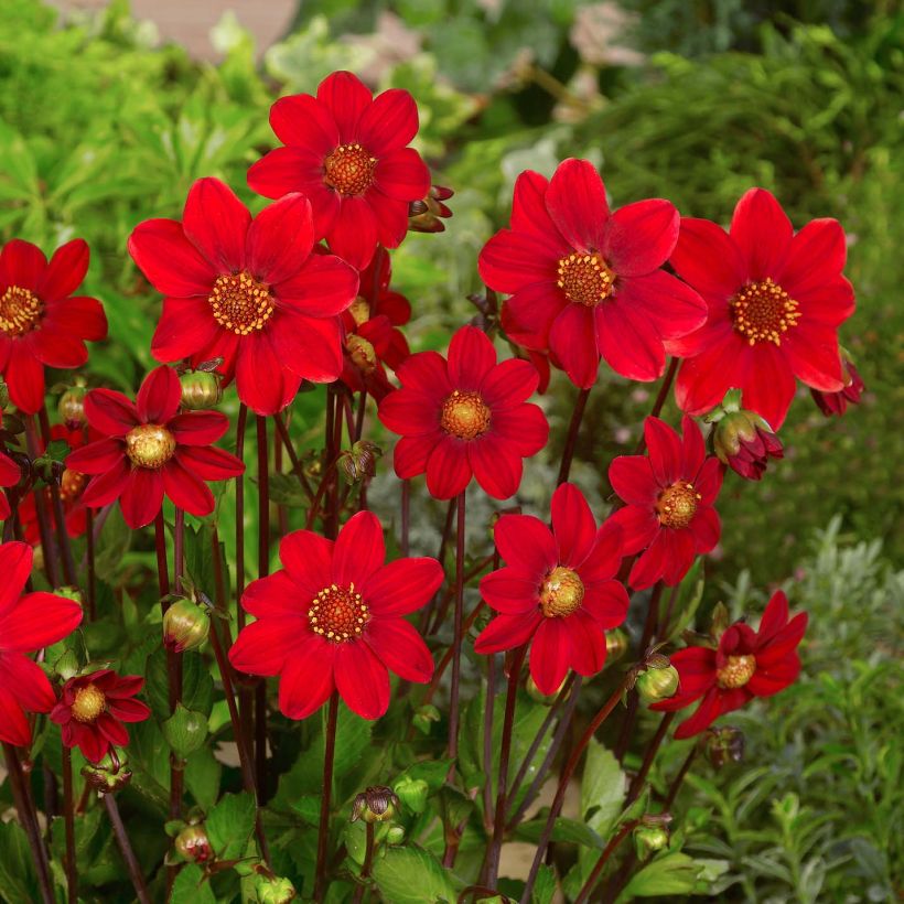 Dwergdahlia Topmix Red (Bloei)